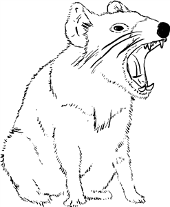 Tasmanian Devil