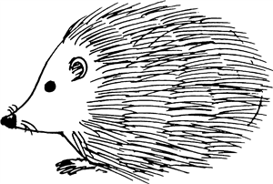 Woodland Hedgehog