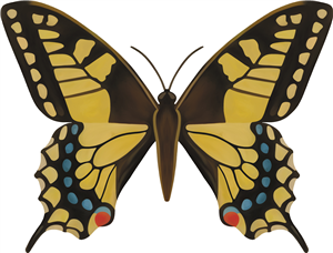 Swallowtail Butterfly