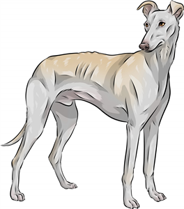 Spanish Greyhound