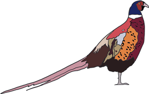 Pheasant 