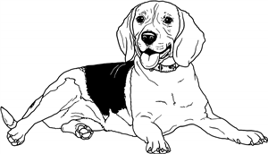 Beagle