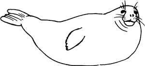 Cute Seal