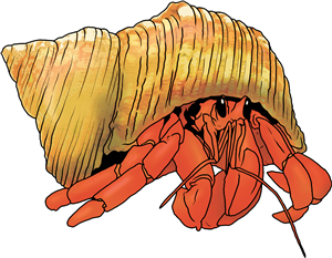 Hermit Crab