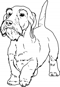 Wire Haired Dachshund