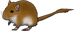 Gerbil
