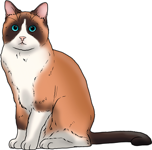 Snowshoe Cat
