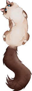 Fluffy Ragdoll Cat