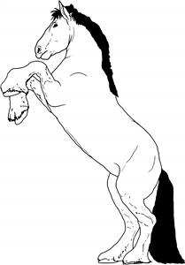 Rearing Shire Horse