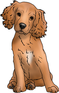 Cocker Spaniel Puppy