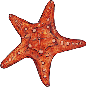 Starfish