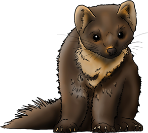 Pine Marten