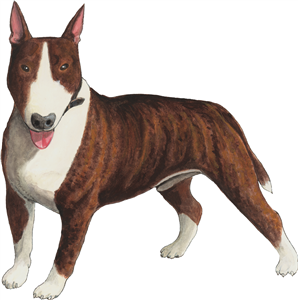 Bull Terrier
