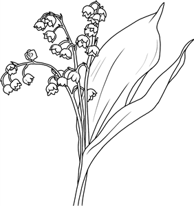 Lily of the Valley