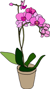 Potted Orchid