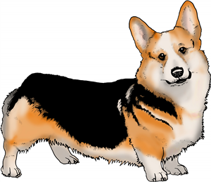 Welsh Pembroke Corgi
