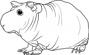Hairless Guinea Pig
