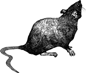 Curious Rat