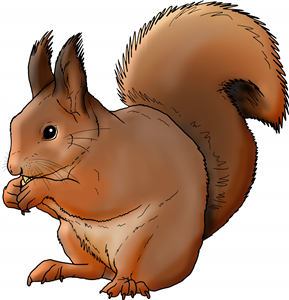 Red Squirrel