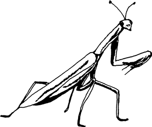 Praying Mantis