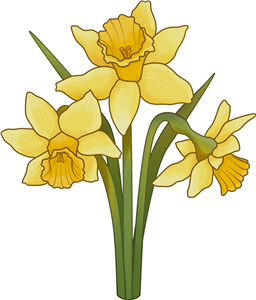 Daffodils