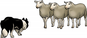 Dog Herding Sheep
