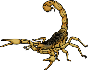Desert Hairy Scorpion