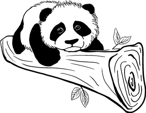 Baby Panda
