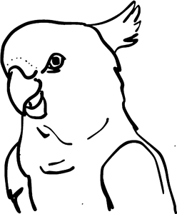 cockatoo parrot