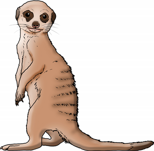 Meerkat Pup