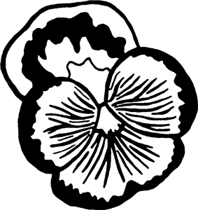 Pansy Flower