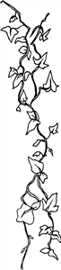 Ivy Vines