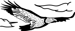 Eagle In Flight