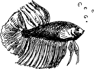 Tropical Fish
