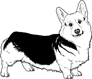 Welsh Pembroke Corgi