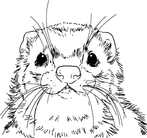 Ferret Face