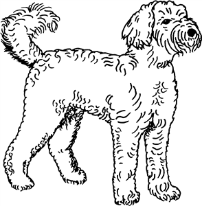 Labradoodle