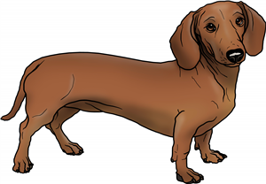 Dachshund