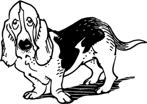 Basset Hound