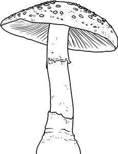 Toadstool