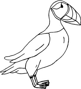 Puffin