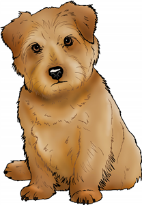 Norfolk Terrier