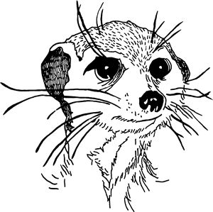 Meerkat Head