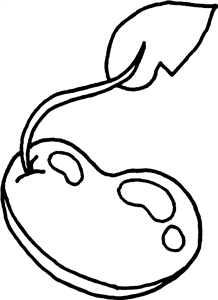 Sprouting Bean