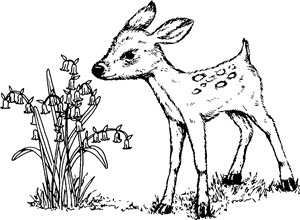 Fawn With Bluebells