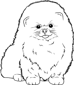 Pomeranian Puppy
