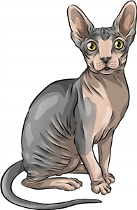 Sphynx Cat