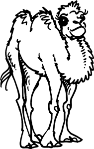Camel