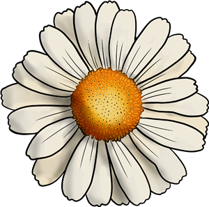 Daisy