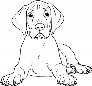 Great Dane Puppy